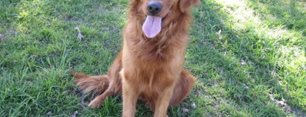 https://reddawngoldens.com/wp-content/uploads/2013/09/Goldens-495-628x240.jpg