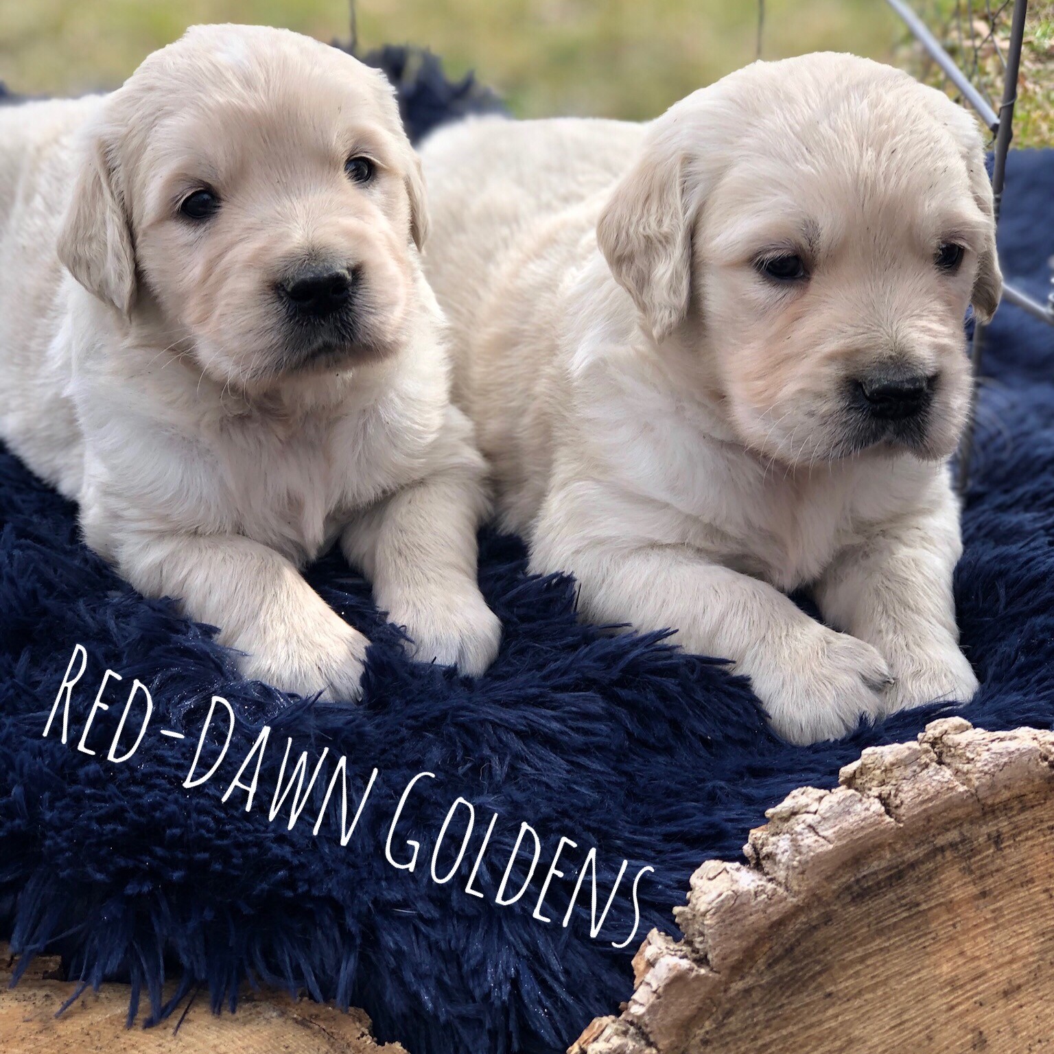32 Top Photos Golden Retriever Puppies Austin Area - Reading Retrievers Facebook