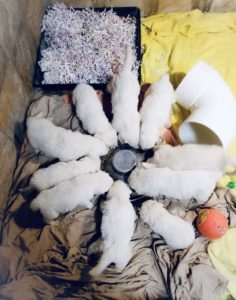 Available Golden Retriever puppies