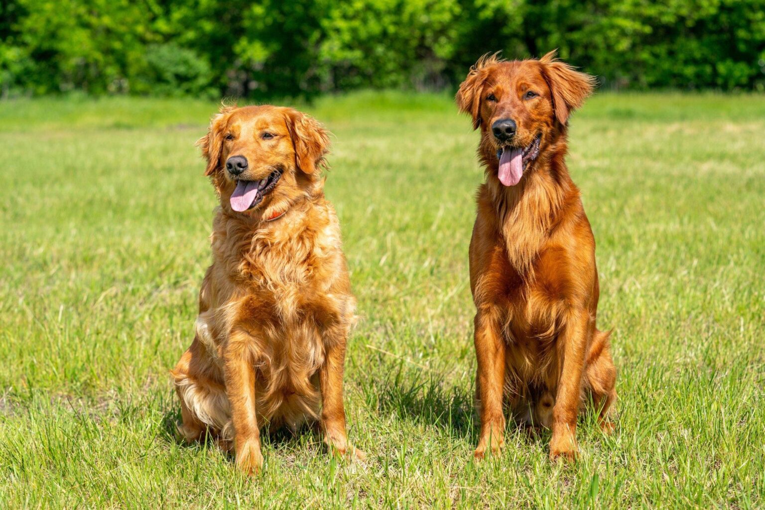 Hunting Golden Retrievers