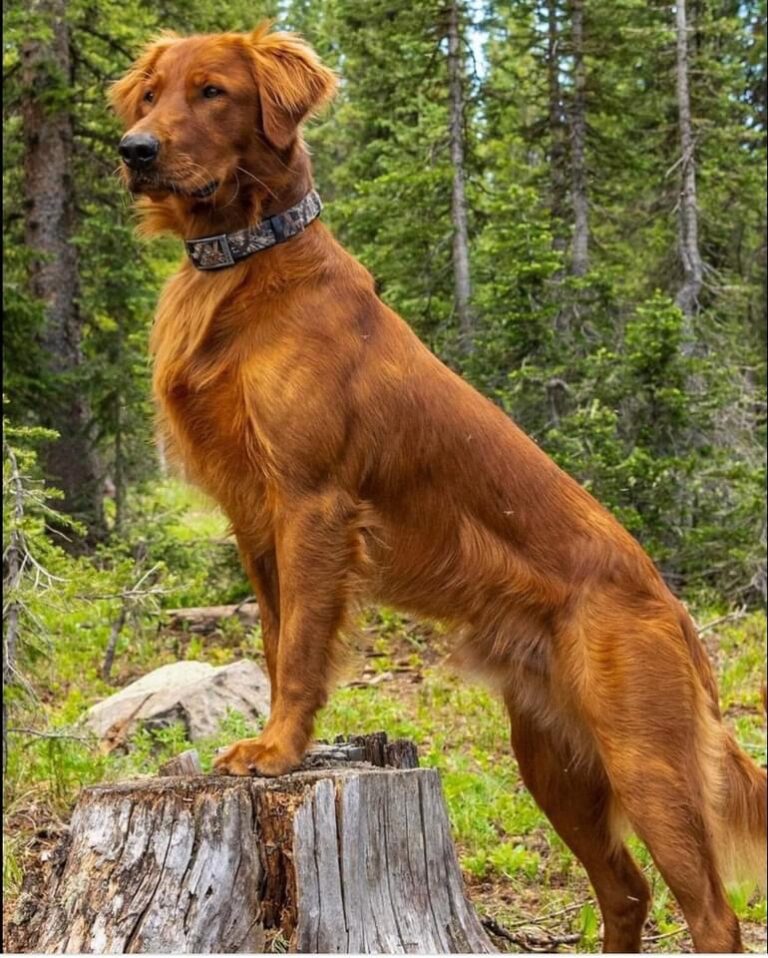 Hunting Golden Retrievers