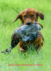 Golden retriever hunting and holds a duck in his mouth in Texas 