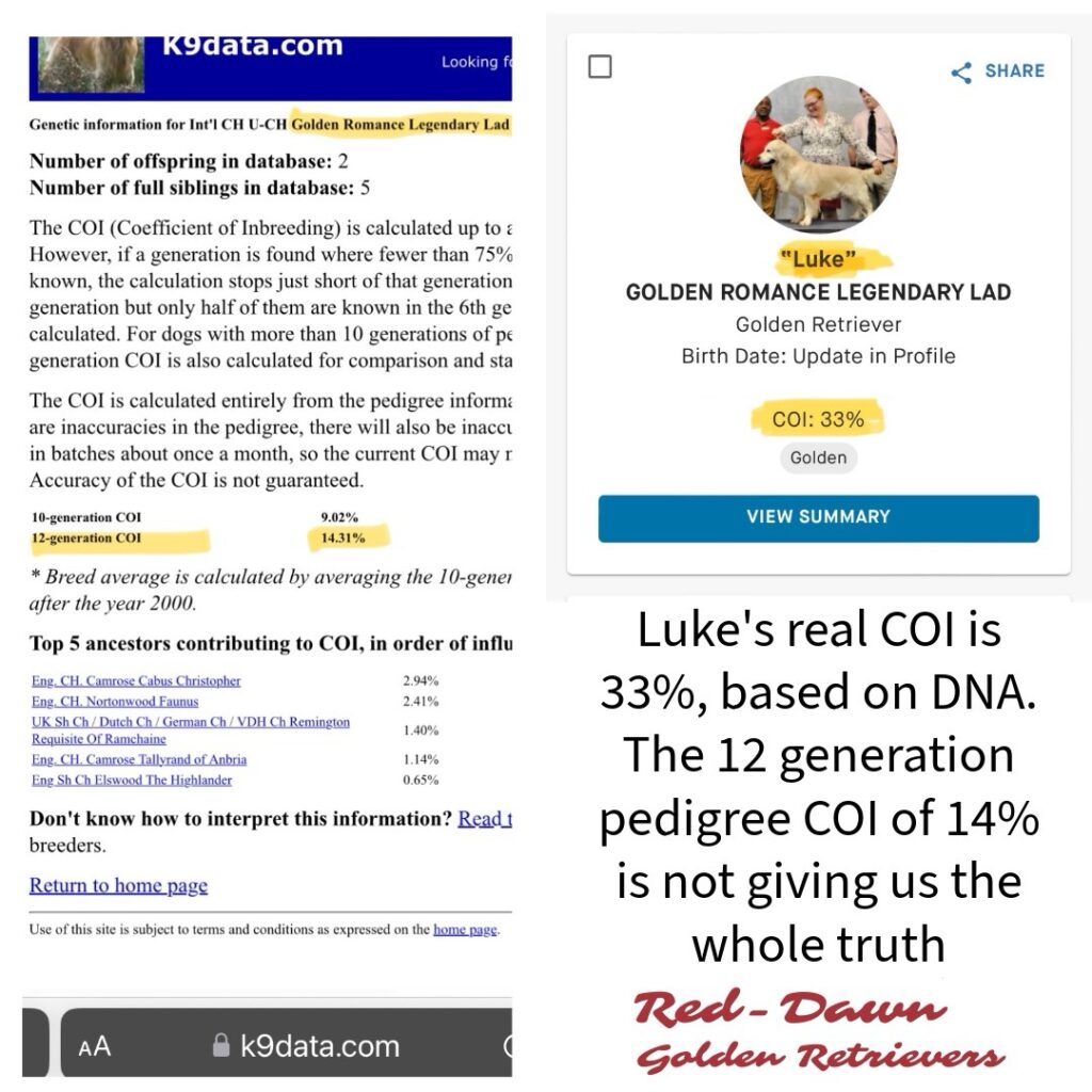 Should I Breed Inbred Dogs Should I Breed Inbred Dogs