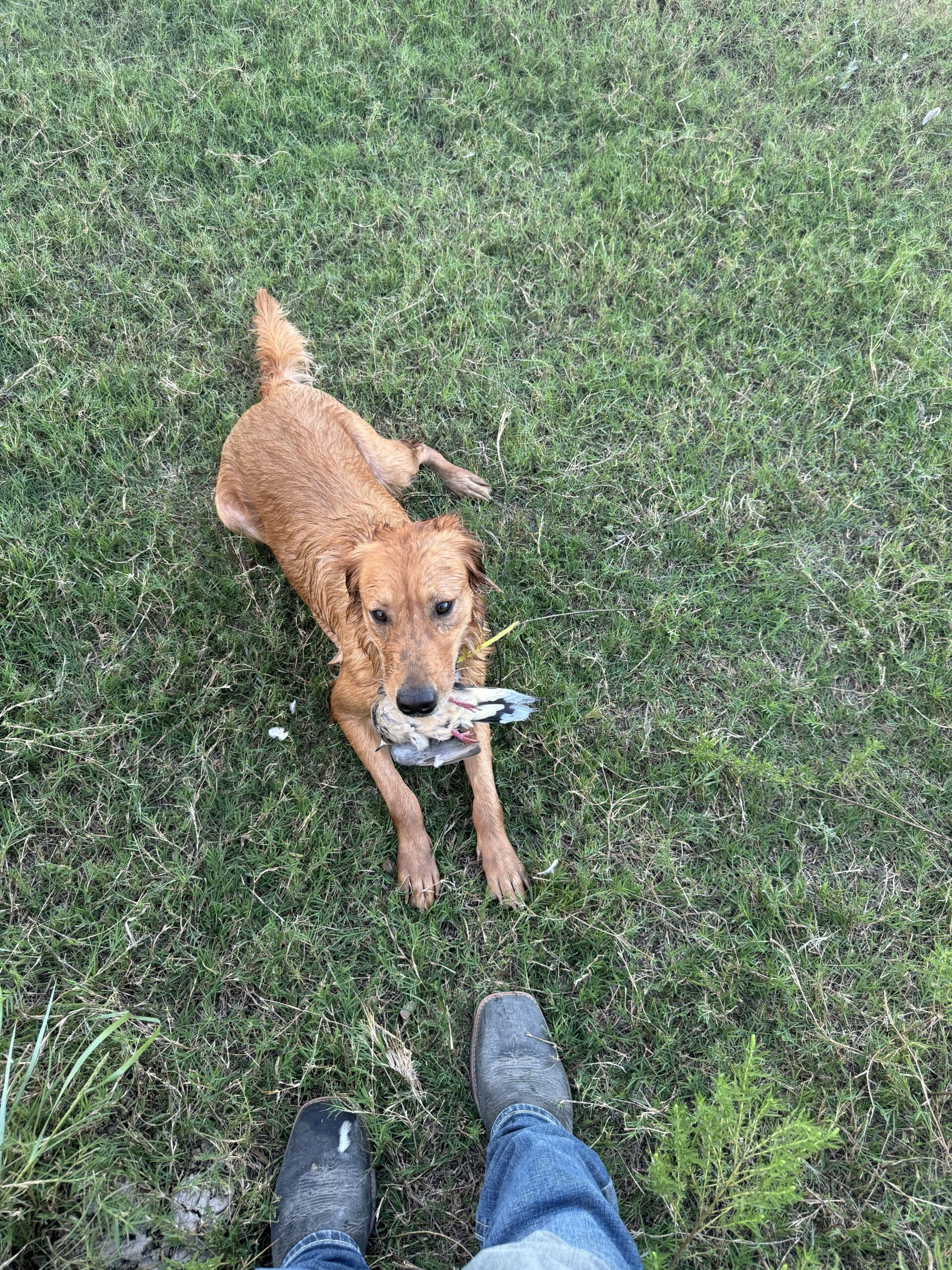 nala