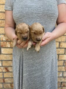 2 of Nala's boys