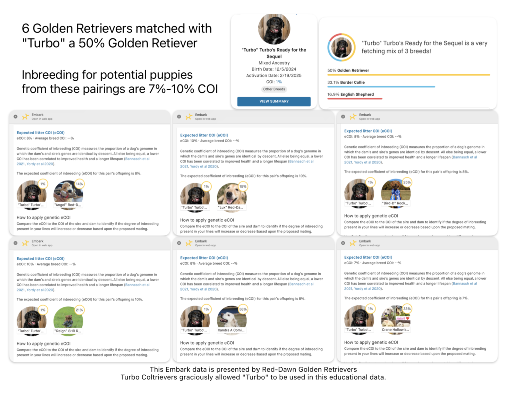 Inbreeding data on 75% Golden Retrievers. Dog "Turbo" is matched with 6 female pure Golden Retrievers