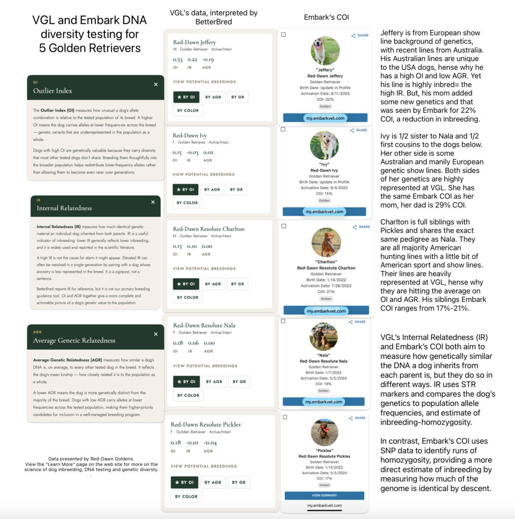 Five Golden Retrievers side-by-side comparison of DNA diversity testing at VGL and Embark