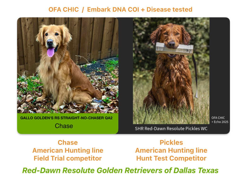 field trial Golden Retriever litter