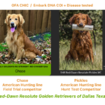 Chase + Pickles are Golden Retriever parents of hunting bred puppies
