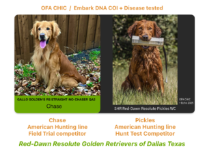 Chase + Pickles are Golden Retriever parents of hunting bred puppies