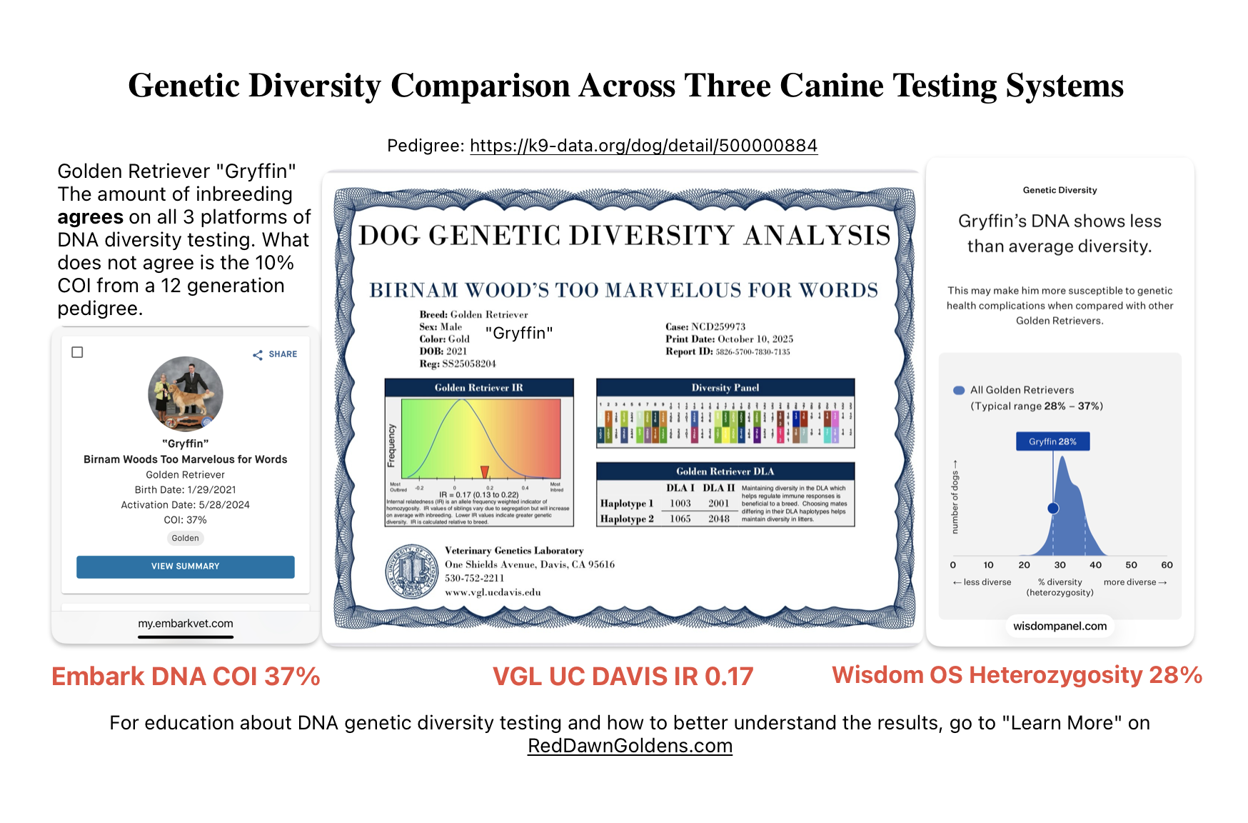 DNA genetic diversity testing of a Golden Retriever at VGL, Embark and Wisdom Panel Optimal Selection