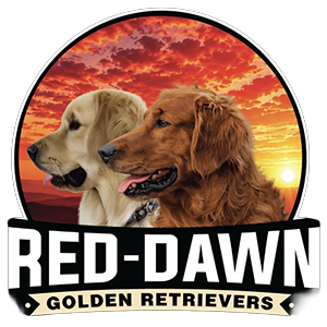 Red-Dawn Golden Retrievers